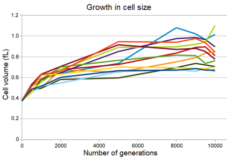 Lenski cell size growth
